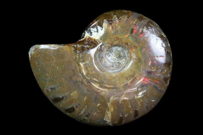 Iridescent, Red Flash Ammonite - Madagascar #82438